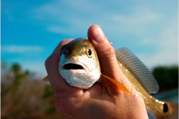 Best Fishing Seasons Hilton Head