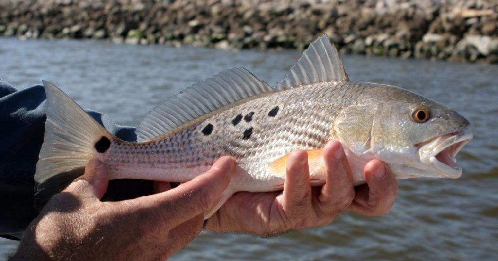 Hilton Head Inshore Saltwater Fishing Charters, Backwater Fishing & Guide  Services