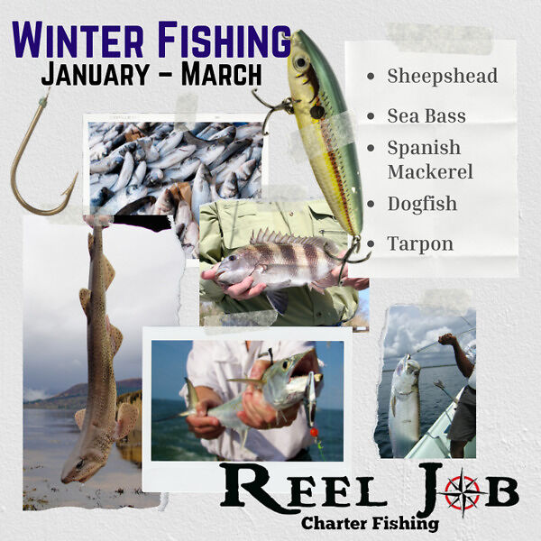 Sheepshead are good winter fishing option at nearshore reefs