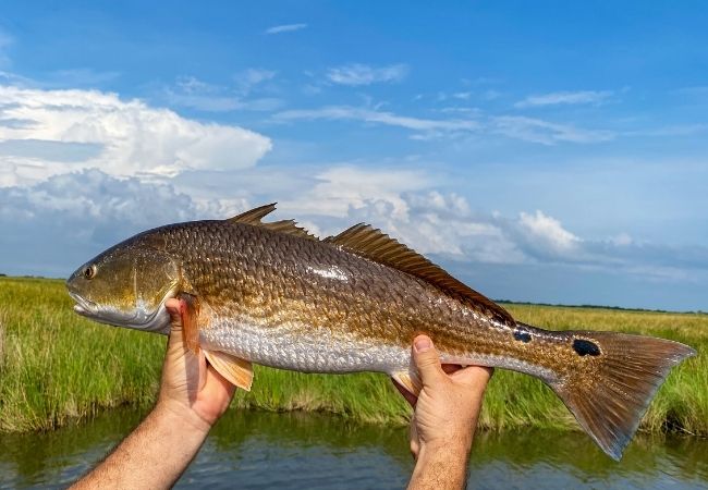 Coastal Saltwater Fishing Guide for Hilton Head, South Carolina