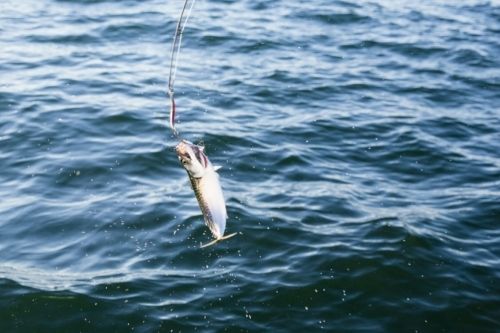 Shore fishers on Hilton Head pull up stingrays, strong feelings