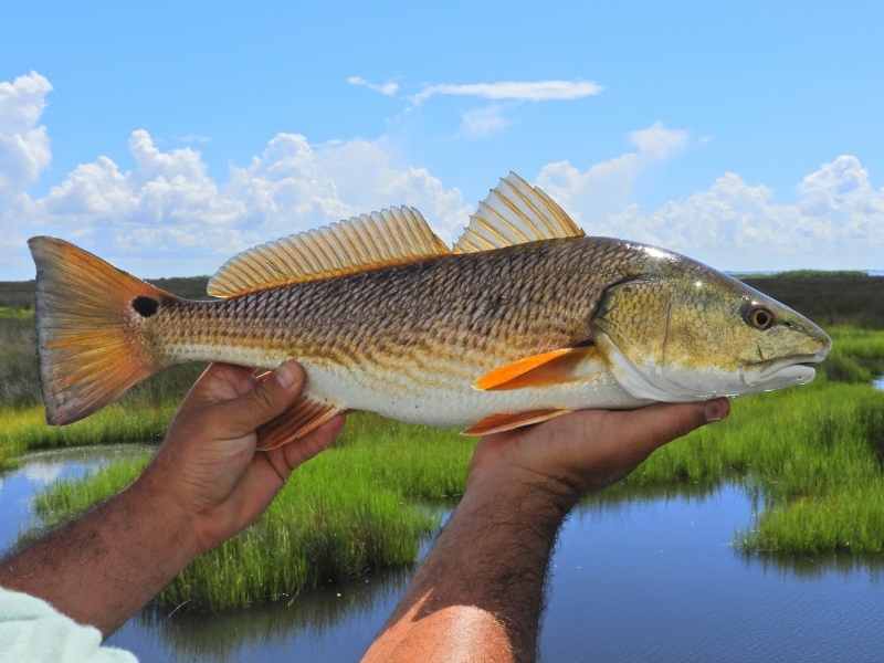 Near-shore Fishing Reels